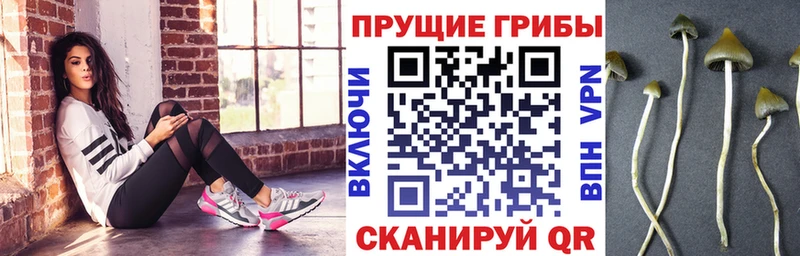 блэк спрут зеркало  Шлиссельбург  Псилоцибиновые грибы прущие грибы  цены  
